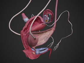 女性生殖系统 卵巢 生殖器 宫口 宫颈 生殖系统 输卵管 子宫 剖面 3d模型