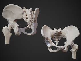 次世代 髋部 盆骨 骨盆 骨 髋骨 骨盆 股骨头 人体器官 骨骼 髋骨