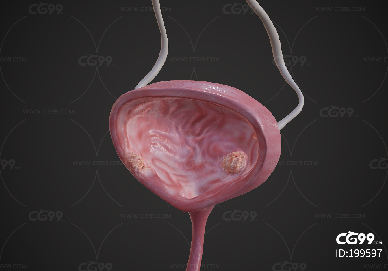 图1-111 女性膀胱和尿道(内面观)-妇产科临床解剖学-医学
