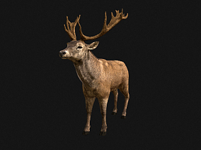 写实 梅花鹿 鹿 麋鹿 雄鹿 小鹿 公鹿 驯鹿 白臀鹿 Deer 动物 3d模型