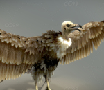 秃鹰 秃鹫 鸟类 飞禽 猛禽 食腐动物 腐肉 老鹰 动物 写实秃鹫