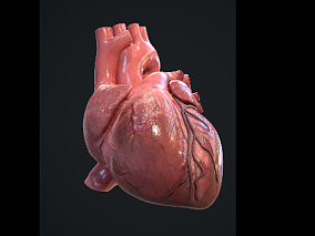 人体器官 心脏 医学 3d模型