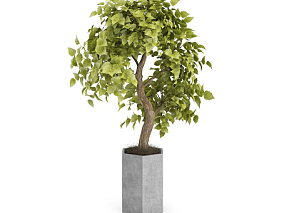植物 盆栽 摆设 绿叶树绿植 3d模型