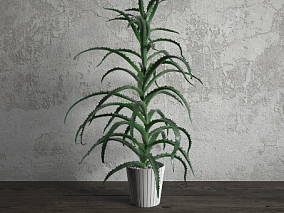 植物 盆栽 花草 3d模型