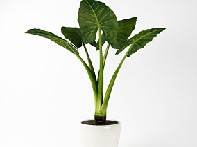 海芋模型 落地盆栽模型 落地绿植模型 盆栽植物模型 海芋植物 3d模型