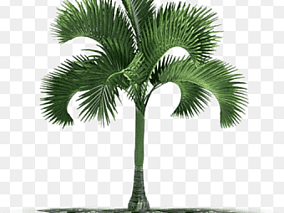 热带植物模型热带树木模型热带树模型棕榈树模型