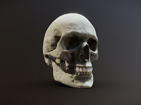 头骨、骨骼、骷髅、人骨、骨头
