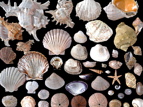 贝壳、海边贝壳、大海、贝壳包、超精细贝壳、海螺、海星、蚌壳