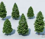 现代松树 植物 绿植 3d模型