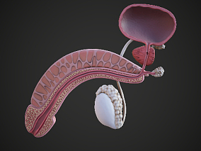 次世代 男性生殖系统 睾丸 生殖器 生殖系统 膀胱 性器官 剖面 男性生殖器 3d模型