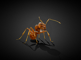 蚂蚁、昆虫、虫蚁、虫、写实蚂蚁 3d模型