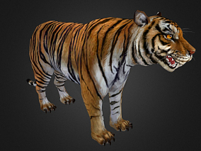 次时代写实老虎模型 3d模型