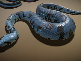 蛇，毒蛇，眼镜蛇，怪物蛇，蝮蛇，小龙，虵，爬行动物，蛇母，蛇类，冷血动物 3d模型