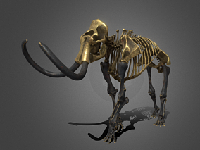 猛犸象   大象  骨架  大象骨架  大象骨骼   骨架雕塑品