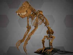 狐猴骨骼标本   狐猴标本  动物标本 骨架  骨骼  动物骨骼  标本  化石