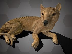 狼 猎豹 袋狼标本  狼标本   袋狼  动物标本  标本  狼标本 3D模型