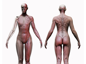 男性和女性肌肉模型 人体架构模型 人体结构模型 肌肉组织