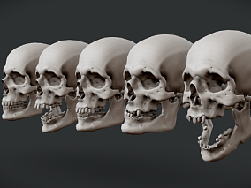 各种男性头骨（低多边形和高多边形可用）  男性头骨  头骨 骷髅 骷髅头  骨骼   人类头骨  脑