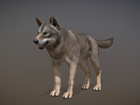 狼 灰狼 野狼 雪狼 草原狼 白狼 动物 野生动物狼 妖兽 恶狼 夜狼 妖狼  3D模型
