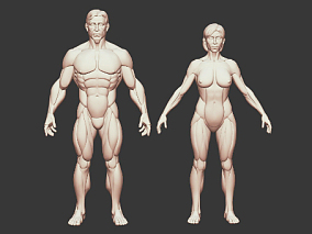 男人和女人  人体结构  骨骼 肌肉男  裸体   医院 3D模型