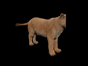 公狮子 母狮子 带骨骼绑定  写实动物 食肉动物