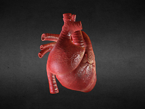 脏模型 心脏剖面 心脏内部模型 各部位已分离好 虚拟现实3D模型