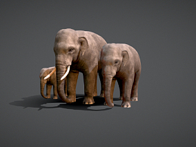 大象  动物  公象  母象  小象