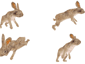 兔子 野兔 动物 兔子