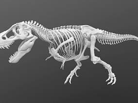 精细 霸王龙 骨骼 四边面雷克斯 暴龙  恐龙骨骼 博物馆 恐龙