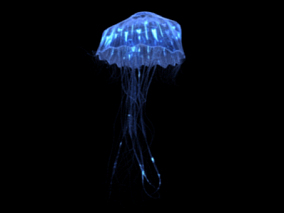 水母动画 梦幻水母 酷炫水母 海洋动物 场景水母 海底水母