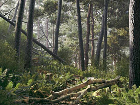 100组高品质树木树枝树干 场景树木绿树 森林 树林 热带雨林 原始森林 丛林 大树 清晨树林