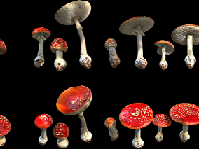 野生蘑菇  菌类模型红色的蘑菇  野生菇