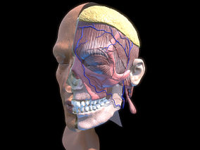 头部解剖 面部解剖 人体 医学 大脑 面神经 颧肌 耳大神经 乳突 动静脉 头骨 眼睑