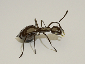 蚂蚁  昆虫
