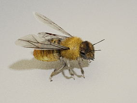 蜜蜂  马蜂  昆虫