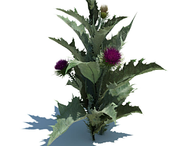 大蓟模型植物模型小草0