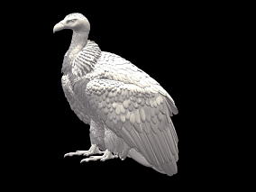老鹰 白模 鸟类 多种文件格式