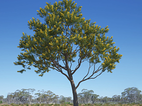 大树树木澳大利亚树木