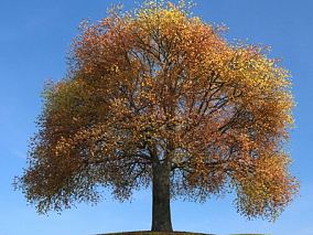 秋天的树模型 秋树