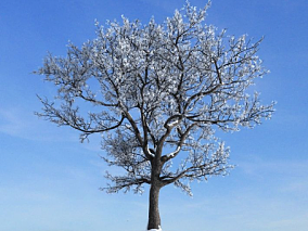 雪树模型冬天的树 雪景枯树