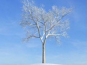 枯树 雪树模型冬天的树