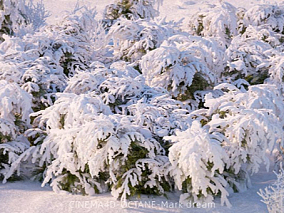 雪景工程 雪地模型 雪树模型 雪树