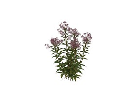 紫苞佩兰花丛 植物