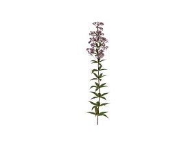 紫苞佩兰 植物