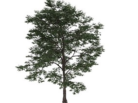 胡桃 植物 大树