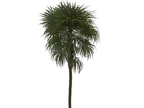 叉刺棕 植物 树