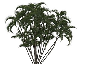散尾葵 植物 树