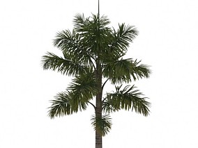 麻林猪榈 植物
