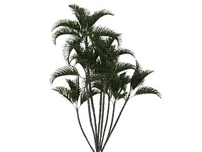 槟榔科植物 马达加斯加