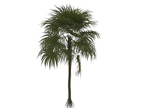 华西威根刺棕 植物 树